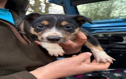 Border Collie dogs for sale: Wonderful black/white/tri border collie puppies  - Image 12