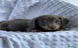 Miniature Dachshund dogs for sale: Adorable Miniature Dachshund Puppies - Image 4