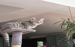 British Shorthair cats for sale: British shorthair x maine coon - Image 1