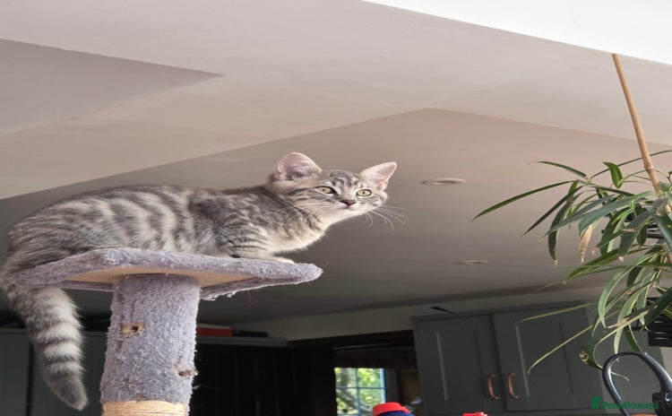 British Shorthair cats - Advert 11