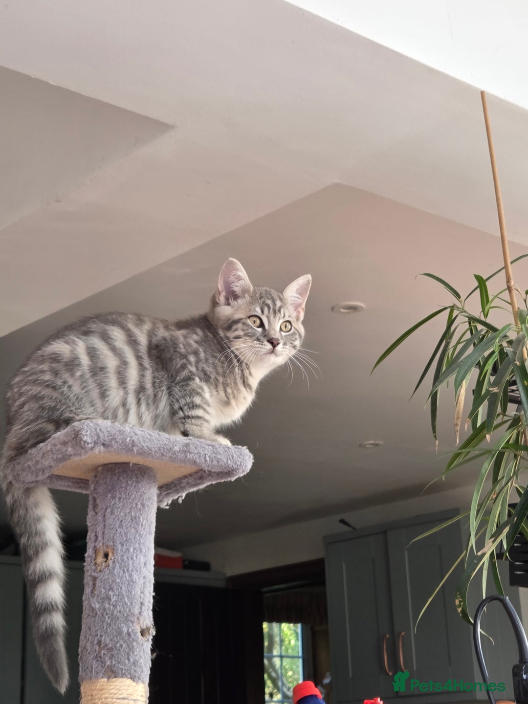 British Shorthair cats for sale: British shorthair x maine coon - Image 1