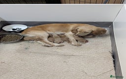 Cocker Spaniel dogs for sale: Adorable Working-Type Cocker Spaniel Puppies  - Image 2