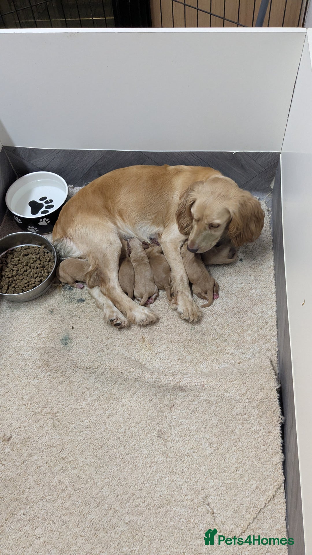 Cocker Spaniel dogs for sale: Adorable Working-Type Cocker Spaniel Puppies  - Image 2