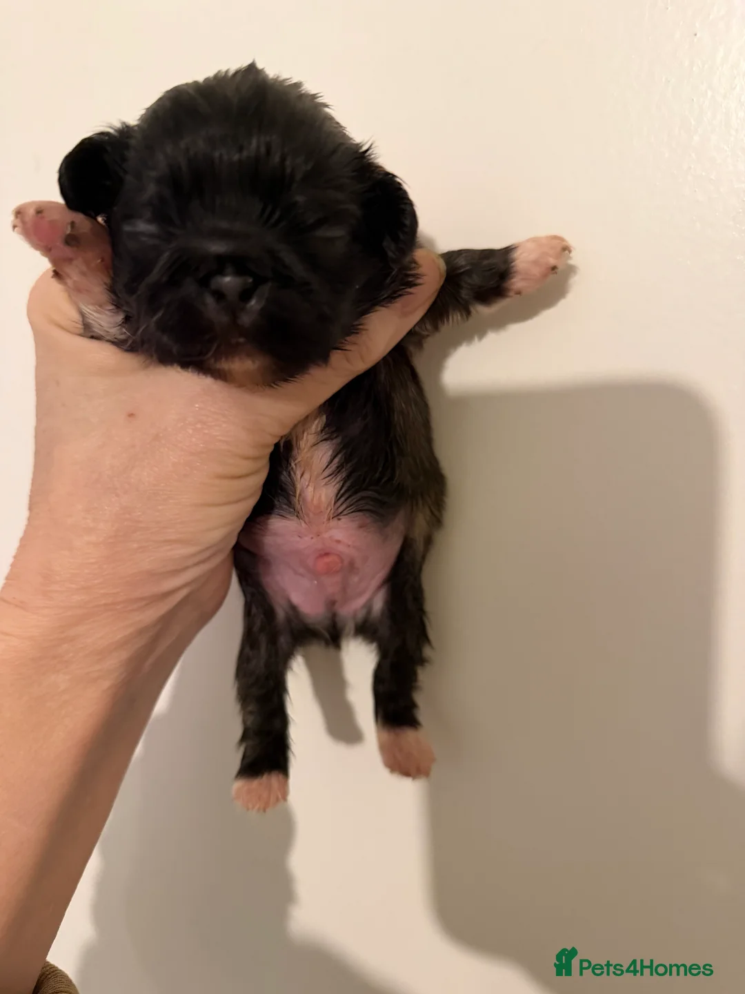 Pekingese dogs for sale: Kc Pekingnese boys available - Advert 10