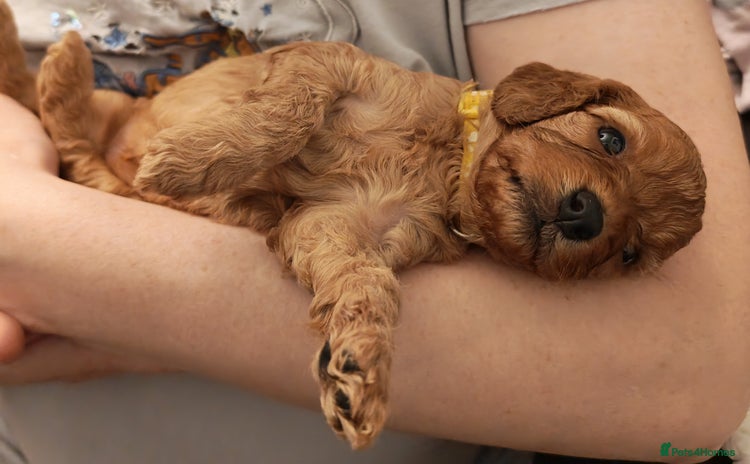 Cavapoo dogs - Advert 14