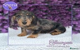 Dachshund dogs for sale: Miniture dachshund pups ready now  - Image 8