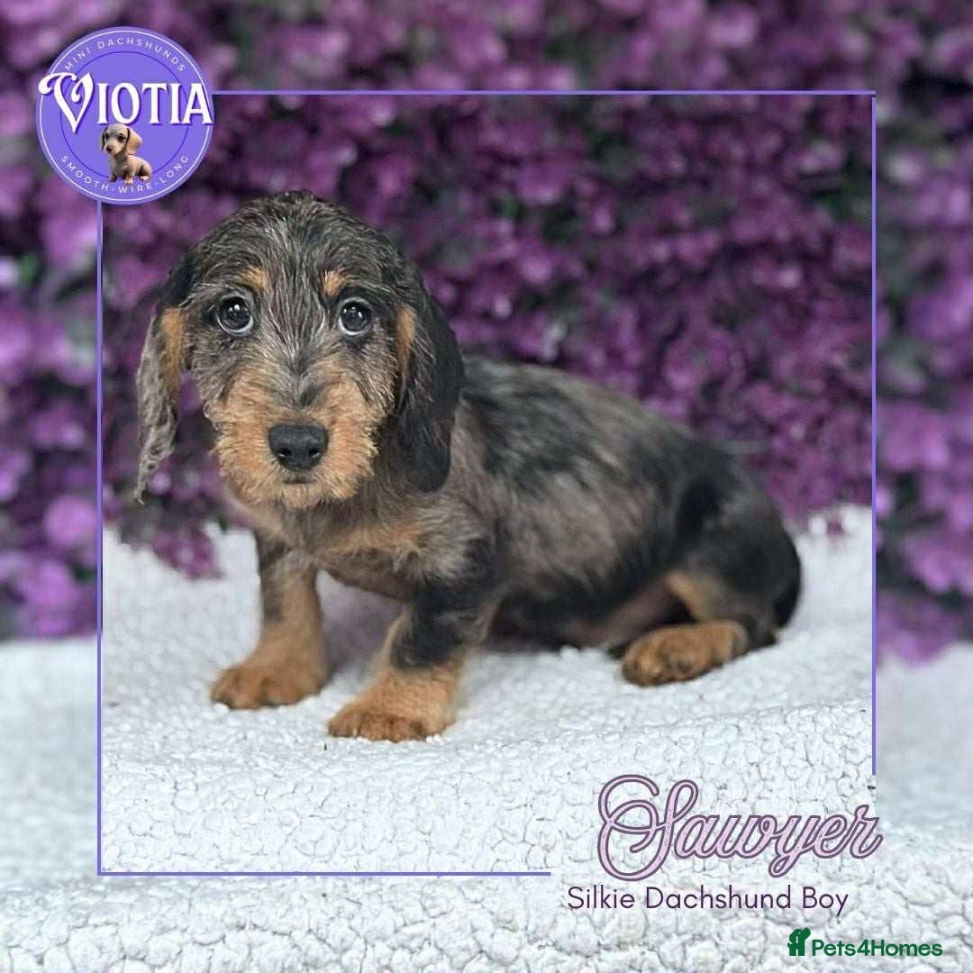 Dachshund dogs for sale: Miniture dachshund pups ready now  - Image 8
