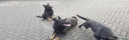 German Shepherd dogs for sale: Czech German Shepard  - Advert 3
