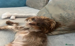 Yorkshire Terrier dogs for adoption: 💙🐶 COCO 🐶💙 - Image 15