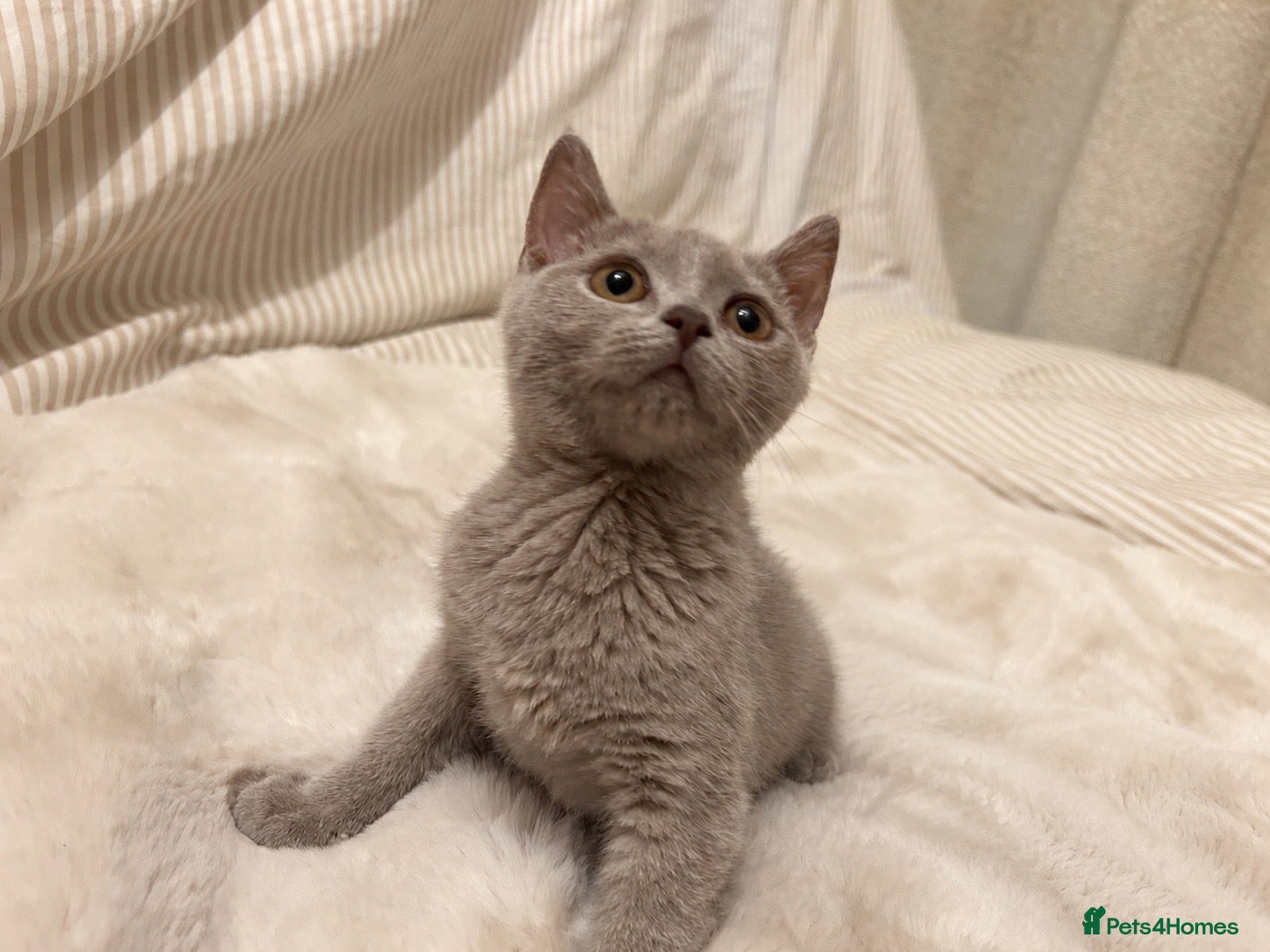 Mixed Breed cats Beautiful British short hair x Russian blue  - Advert 2