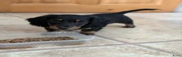 Miniature Dachshund dogs for sale: 1 Longhaired Miniature Dachshund Male - Advert 8