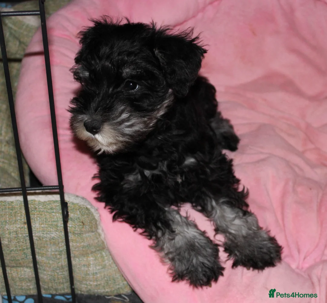 Miniature Schnauzer dogs for sale: Charming Mini Schnauzers with KC registration - Advert 22