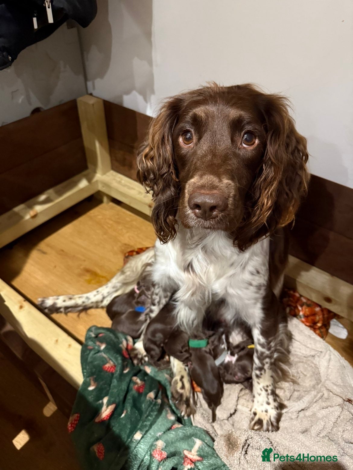 Sprocker dogs Sprocker pups  - Advert 8