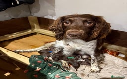 Sprocker dogs for sale: Sprocker pups  - Image 1