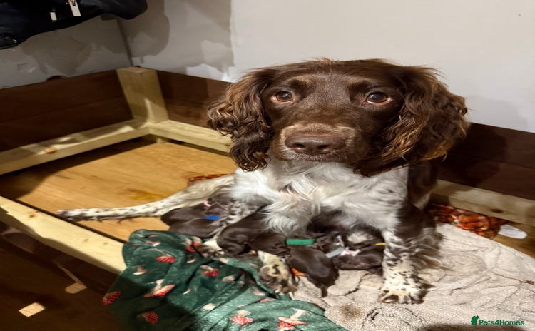 Sprocker dogs - Advert 1