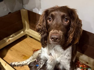 Sprocker dogs - Advert 3