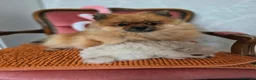 Pomeranian dogs for sale: Pomeranian Puppies - Advert 9