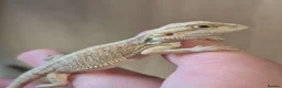 Bearded Dragon reptiles for sale: BabyBearded DragonsHighContrastHypoMorphsHet Zero) - Advert 10