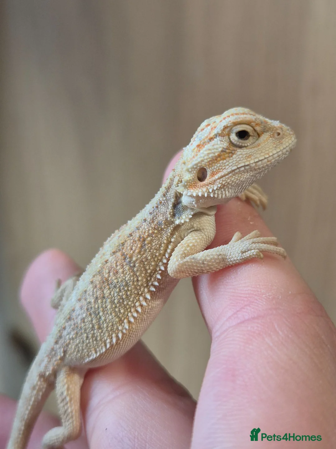 Bearded Dragon reptiles for sale: BabyBearded DragonsHighContrastHypoMorphsHet Zero) - Advert 10