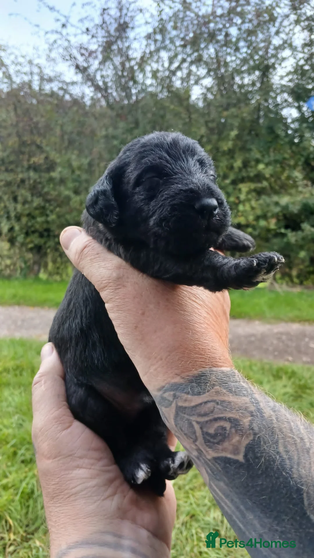 Bedlington Terrier dogs for sale: Bedlinton terrier pups - Advert 2