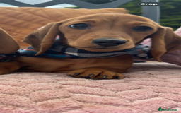 Miniature Dachshund dogs for sale: BEAUTIFUL KC REG & PRA CLEAR MINIS - 0% inbreeding - Image 29