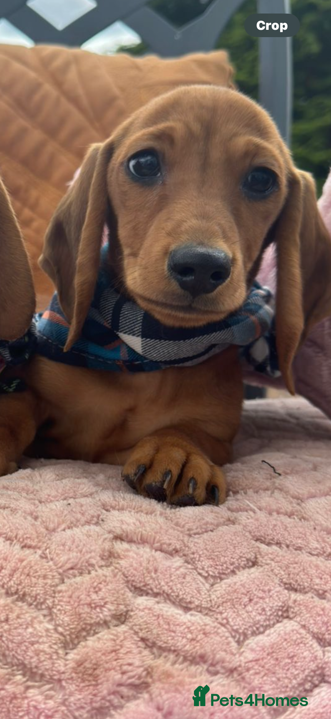 Miniature Dachshund dogs for sale: BEAUTIFUL KC REG & PRA CLEAR MINIS - 0% inbreeding - Image 29