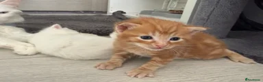 Ginger male