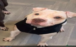 Mixed Breed dogs for sale: 1 year old bullypei looking for her forever home - Image 1