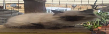 Ragdoll Kitten 2