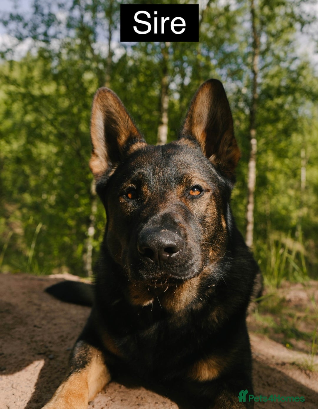 German Shepherd dogs for sale: Miss Brown  - Exceptional KC Reg Czech Line German Shepherd Pups - Image 3