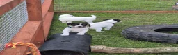 Jack Russell dogs for sale: Tess & jacks puppies - Advert 14