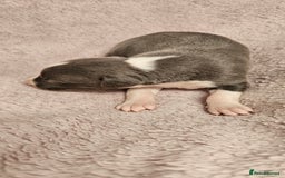 Whippet dogs for sale: KC HEART AND HEALTH TESTED WHIPPETS - Image 30