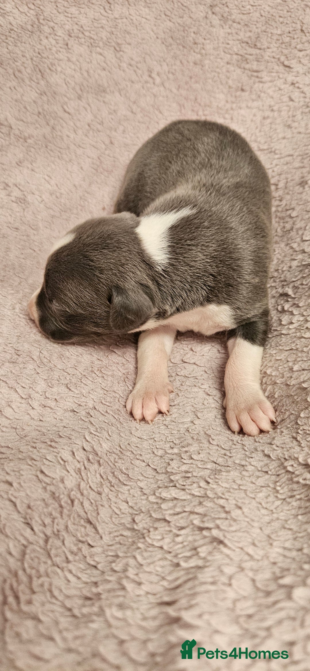 Whippet dogs for sale: KC HEART AND HEALTH TESTED WHIPPETS - Image 30