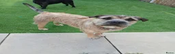 Mixed Breed dogs for sale: Loving 1 year old boy mix breed  in Liverpool - Advert 3