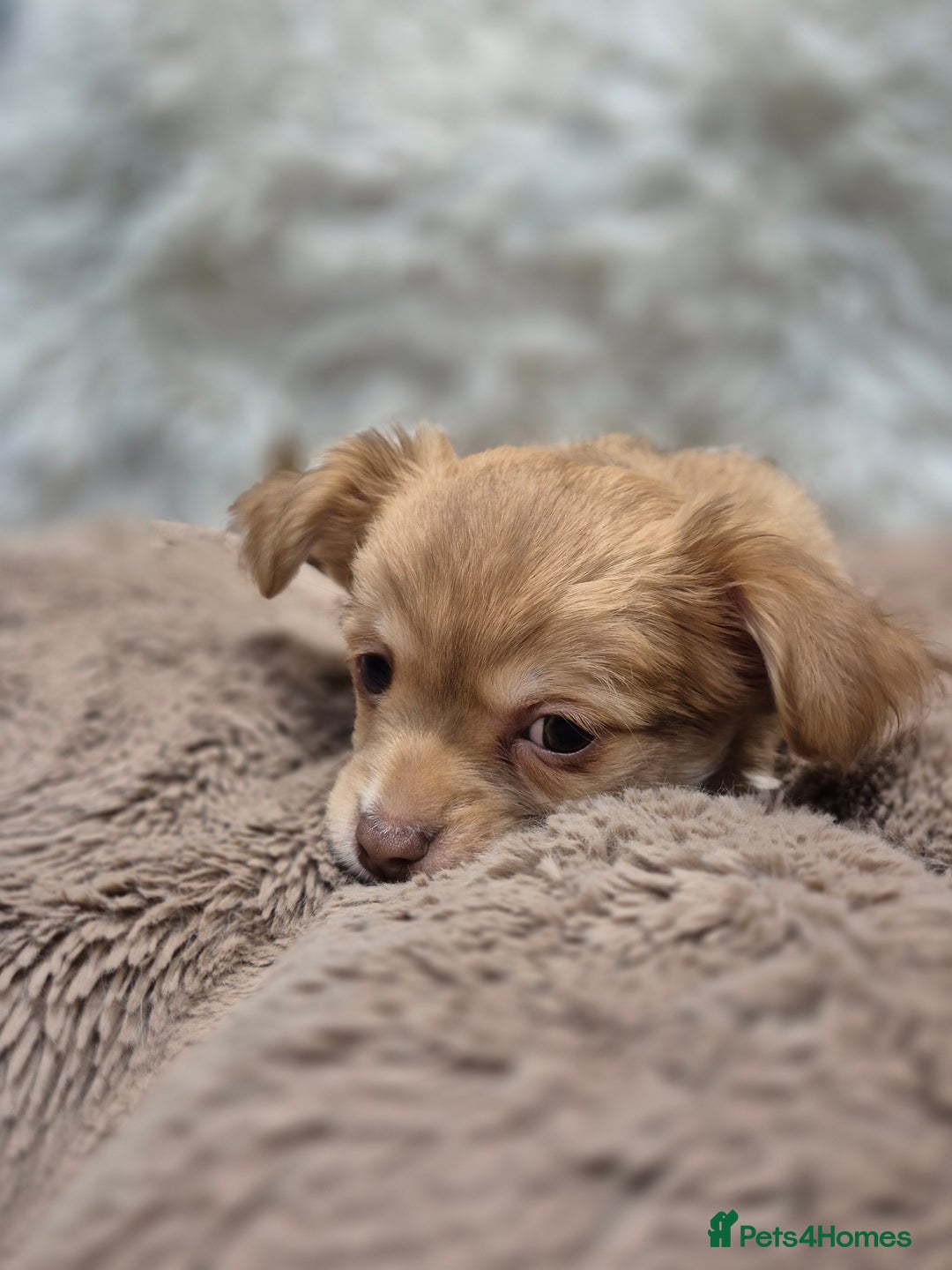 Chihuahua dogs for sale: ***READY NOW*** Long Haired Chihuahua Pups  - Advert 23