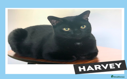 Mixed Breed cats for adoption: The “Old Married Couple” - Image 5