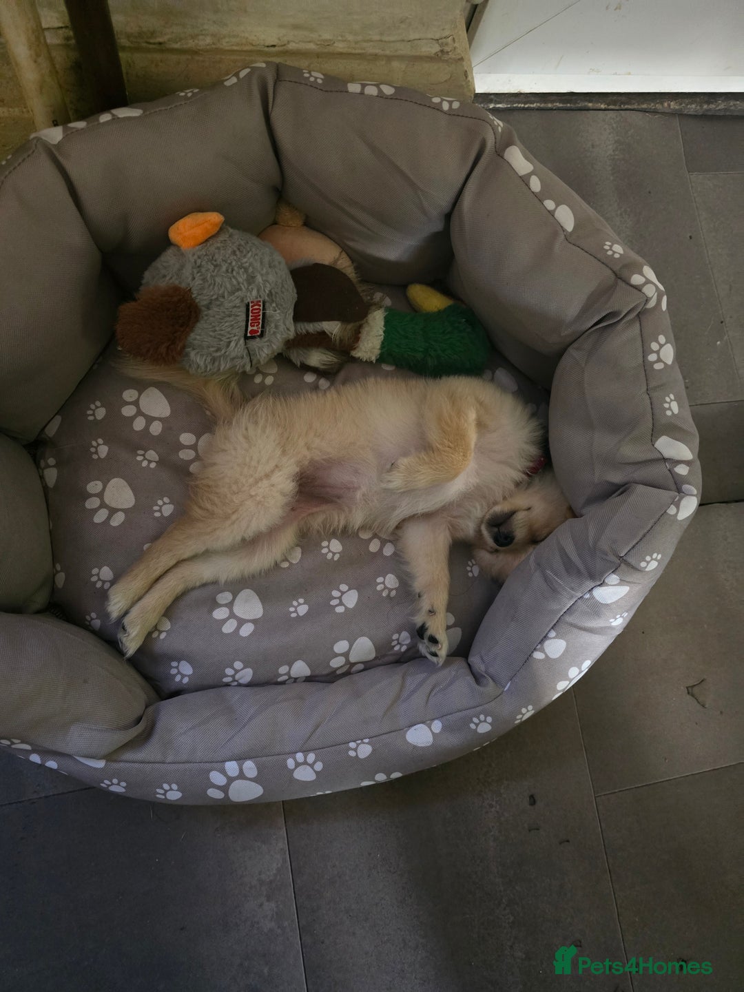Pomeranian dogs for sale: Pomerenian - Image 4