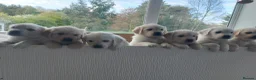 Golden Retriever dogs for sale: KC registered Golden Retriever Pups *5 Males* - Advert 1