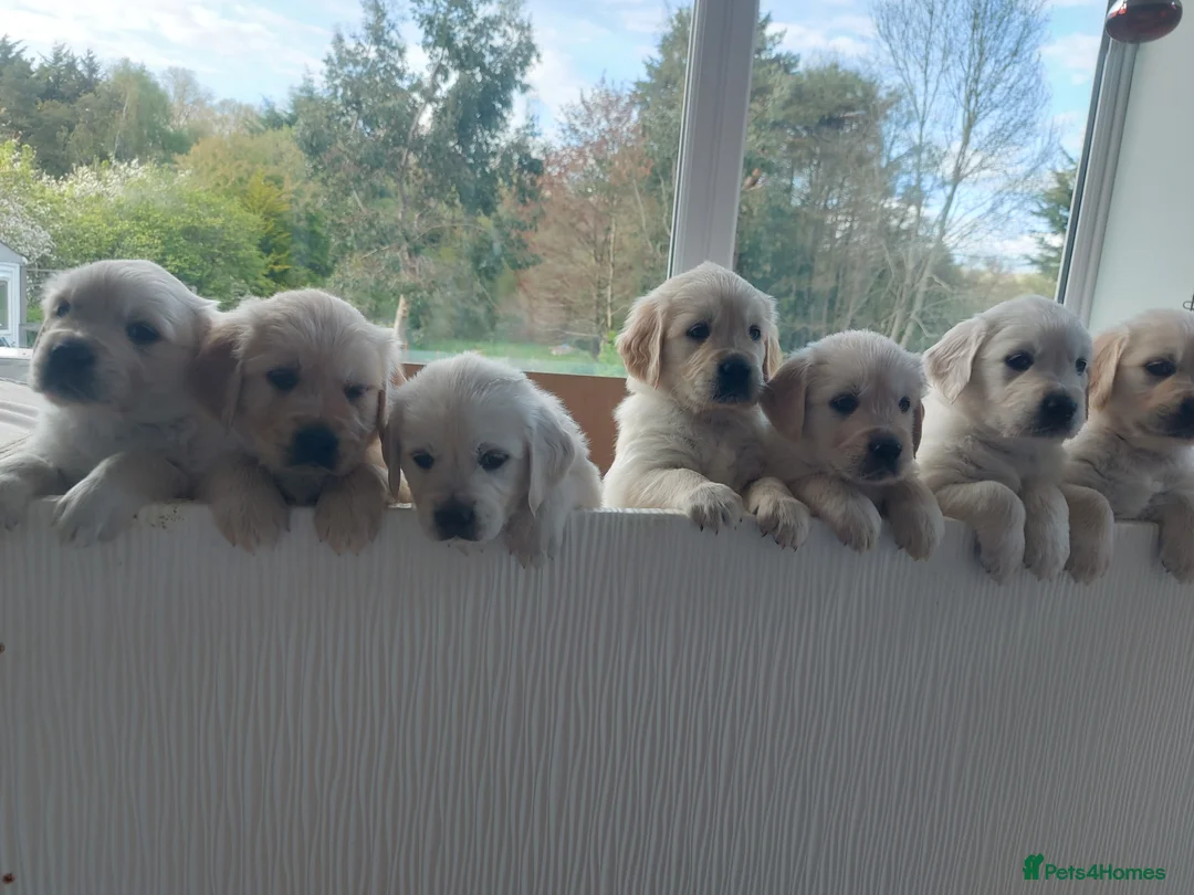 Golden Retriever dogs for sale: KC registered Golden Retriever Pups *5 Males* - Advert 1