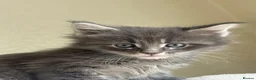 Maine Coon cats for sale: Maine Coon boy  - Advert 16