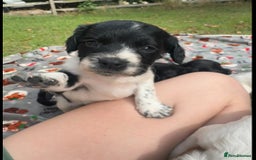 Sprocker dogs for sale: Working Sprocker puppies *3 girls left* - Image 7