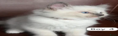 Ragdoll Kitten 4