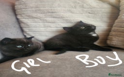 British Shorthair cats for sale: 5 beautiful british shorthair kittens - Image 16