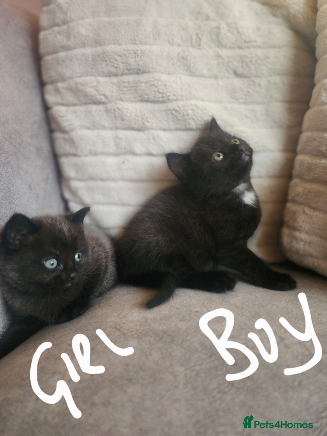 British Shorthair cats for sale: 5 beautiful british shorthair kittens - Image 16