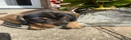 Dachshund dogs for sale: Standard Wire Haired Dachshunds  in Malvern - Advert 14