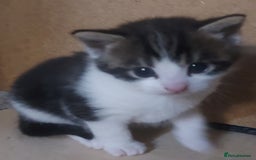 Mixed Breed cats for sale: Kittens - Image 3
