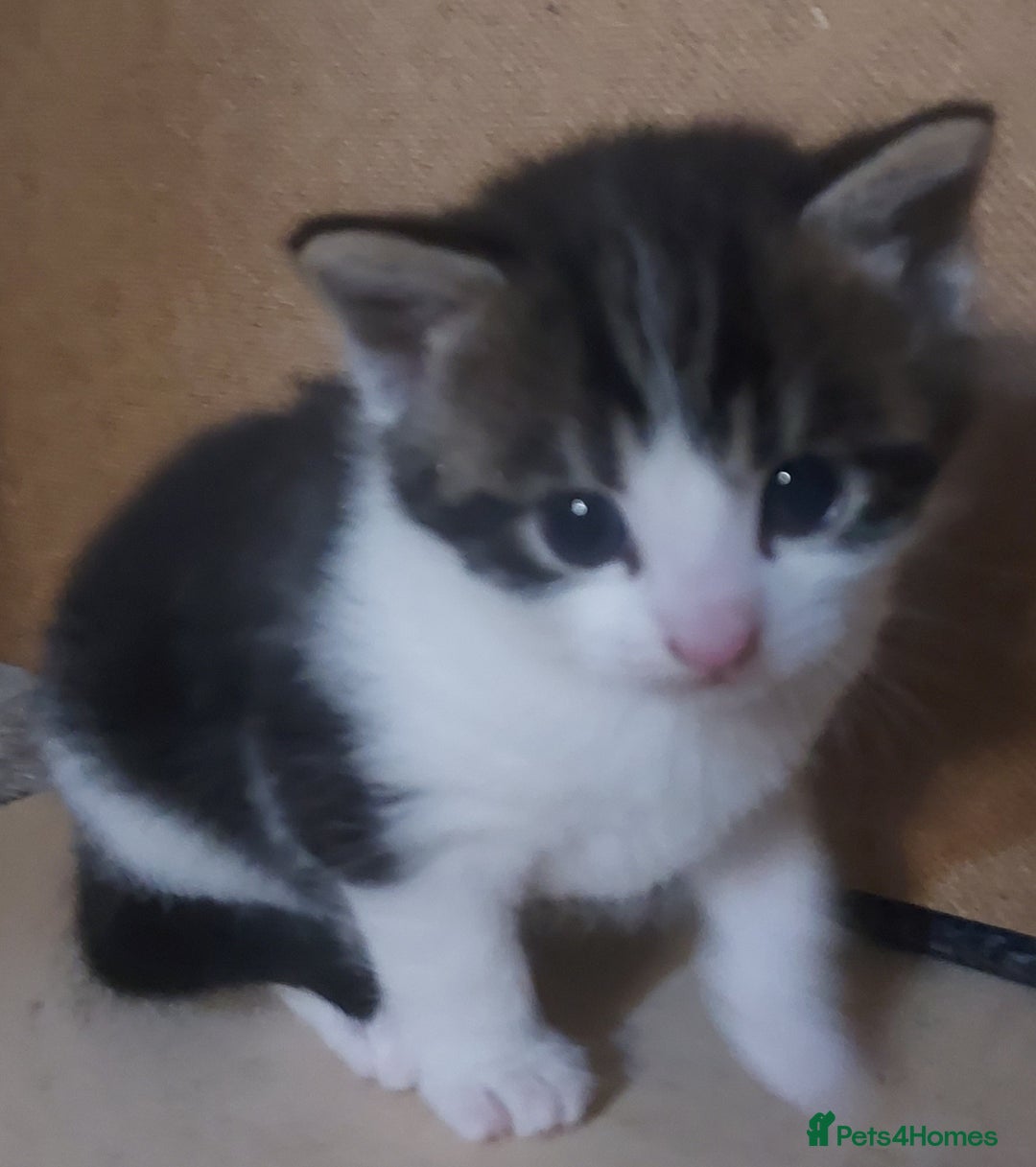 Mixed Breed cats for sale: Kittens - Image 3