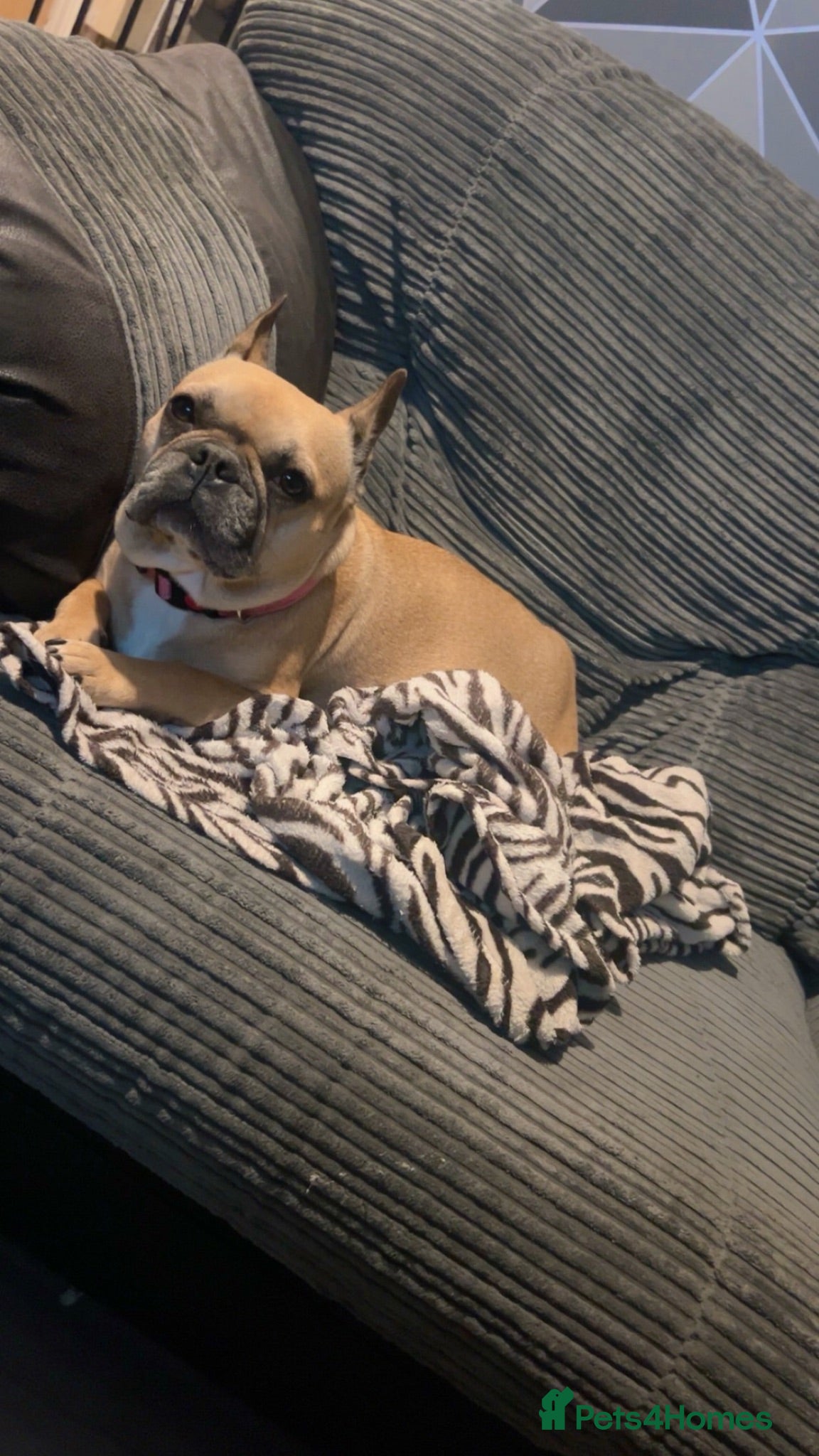 French Bulldog dogs Tan female French bulldog   - Advert 1