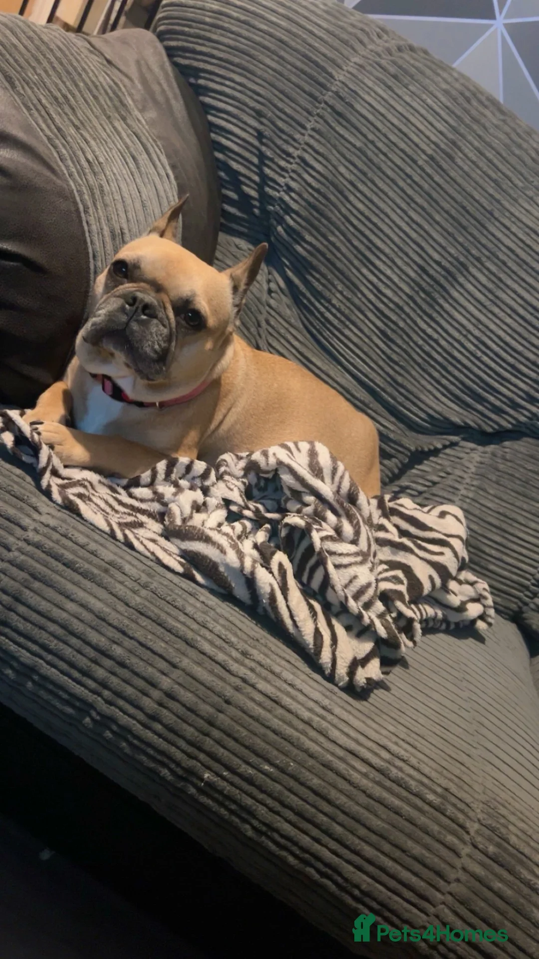 French Bulldog dogs for sale: Tan female French bulldog   - Advert 1