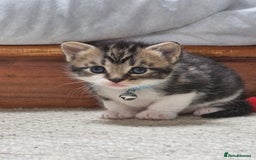 British Shorthair cats for sale: Mixed breed shorthair kittens. 1 m 1 f available - Image 1